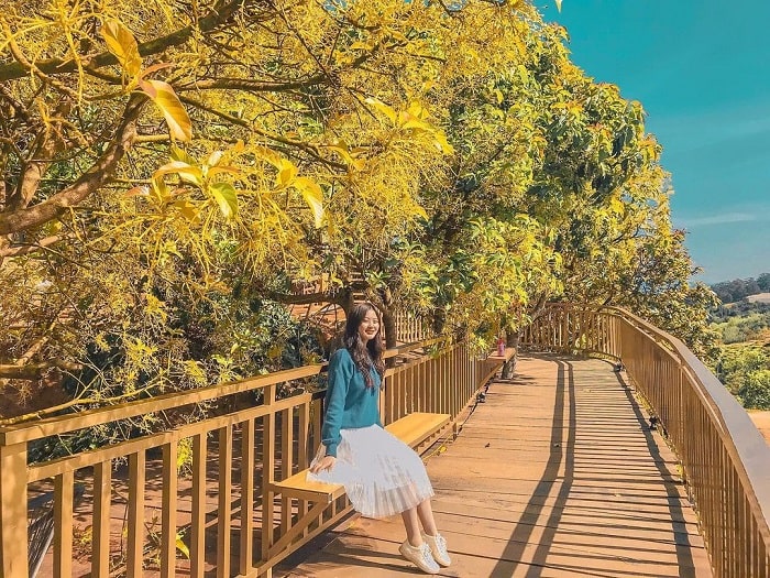 ‘Falling’ before the romantic beauty of the Korean road in Da Lat