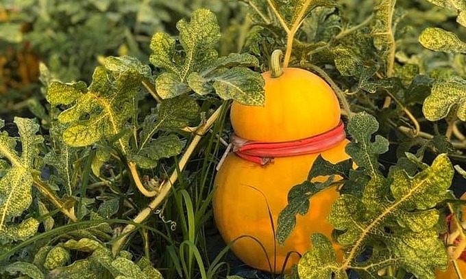 Grapefruit, watermelon shaped, collecting millions of money to attract customers