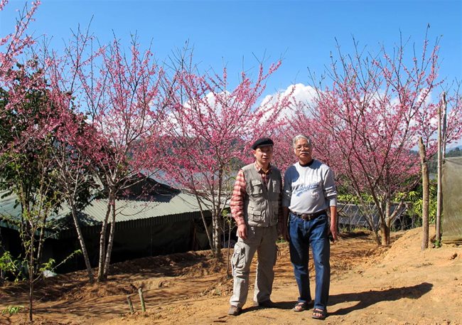 Islet of pink blossoms