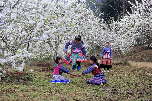 Lost in the fairytale white plum blossom paradise in Bac Ha