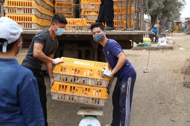 Near Tet, the person who sells poultry in the largest market in the North is in season