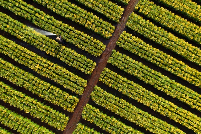 Overwhelmed with beautiful scenery in the largest flower garden in Dong Nai