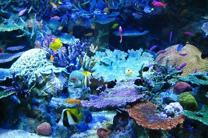 Revealing useful diving experience to watch the coral reefs of Con Dao