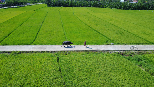 The buffalo happily and fragrantly welcome guests in Hoi An
