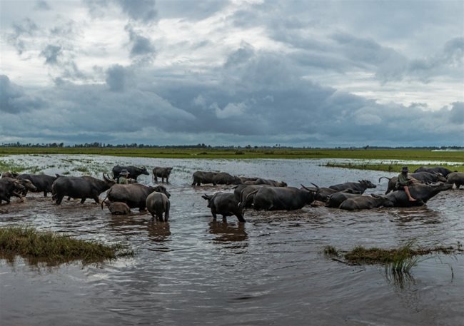 The buffalo is no longer toiling