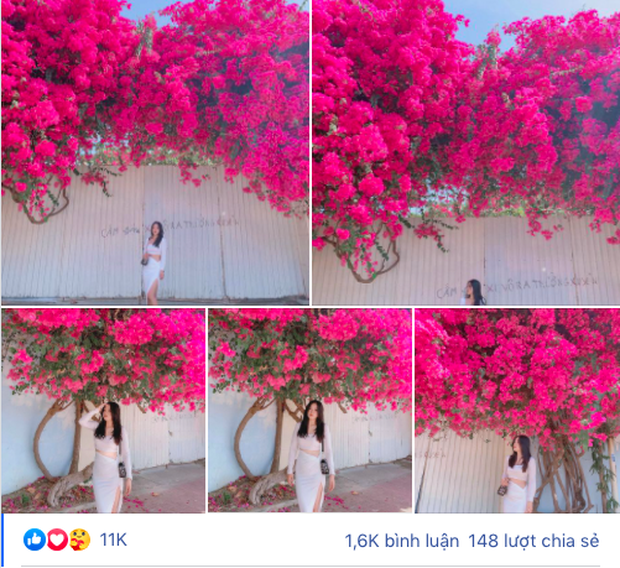 The “extreme” confetti frame is causing a storm in Vung Tau because its blooming is so beautiful, people are racing to ask for addresses to check-in.