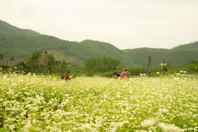The flourishing ‘Northwest flower’ valley in the Central attracts hundreds of people