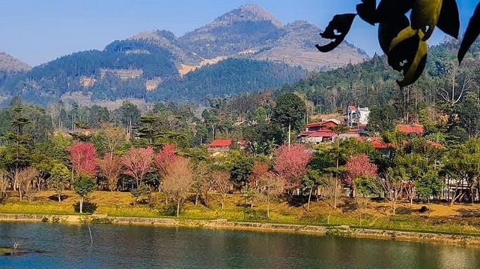 Bac Ha white plateau brilliant with spring flowers