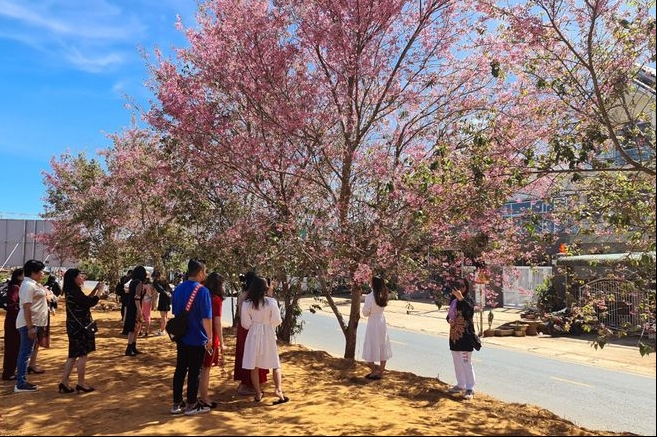 Beauty of cherry blossoms in seas of clouds in Mang Den town