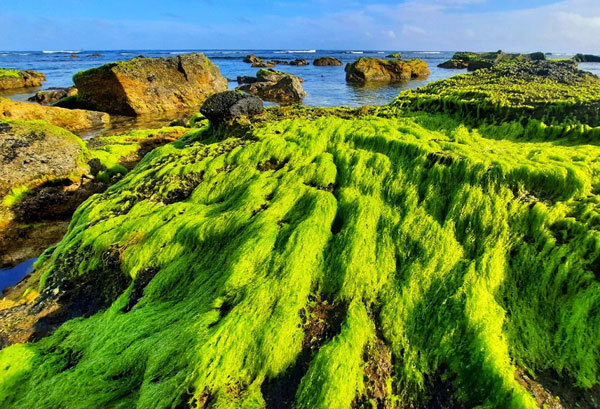 Heavenly scenery of green moss in Ly Son Island