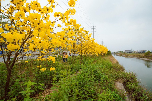 Phong Linh flower garden blooms with brilliant yellow color like the European sky in Bac Giang