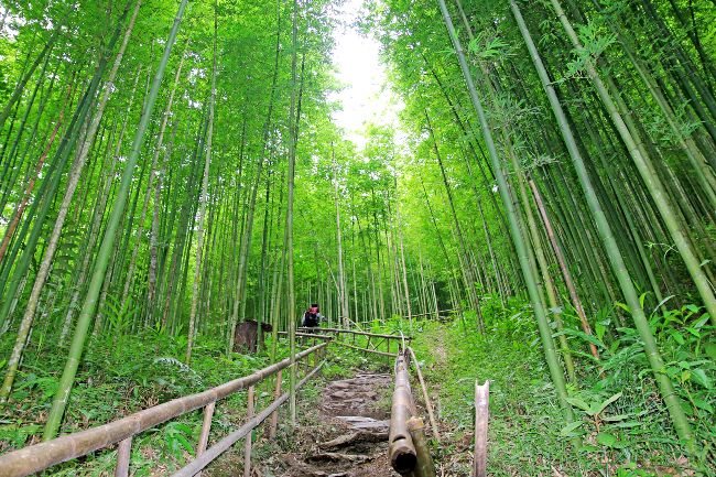 Spectacular bamboo forest in Yen Bai