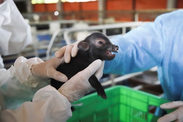 Vietnam successfully clones pigs for first time