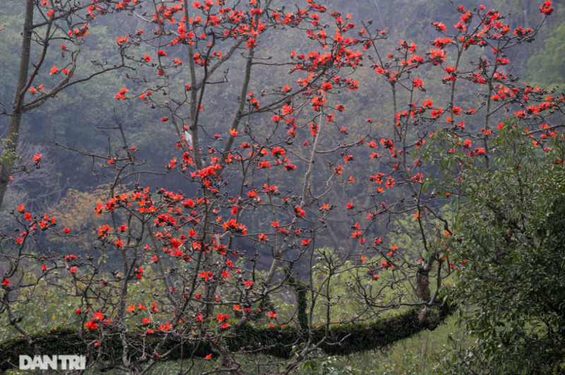 Hanoi turns red in the Malabar silk cotton flower season » Vietnam News