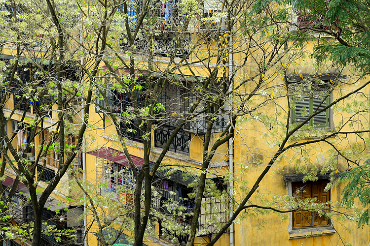 The stunning and dreamy beauty of Sua Flowers blooming in Hanoi