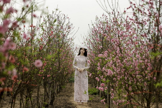 Vietnam among hotspots in Asia to see cherry blossoms » Vietnam News ...