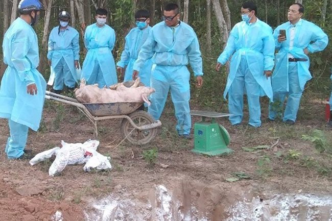 African swine fever outbreaks discovered in Quang Tri