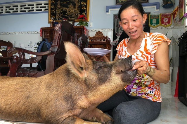 Mekong Delta: spoiled pigs eating sweets, and other unusual phenomena