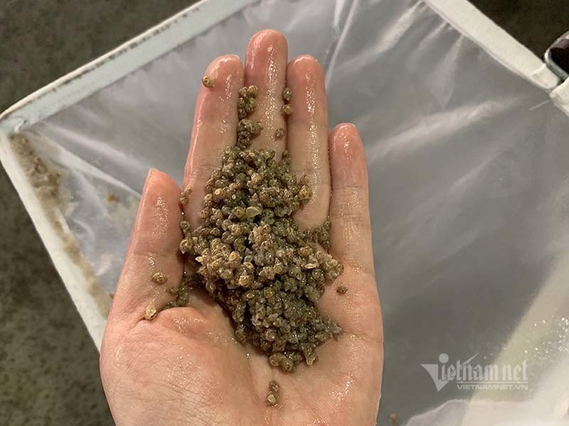 Snail farm brings VND34 billion a year for Quang Tri farmer