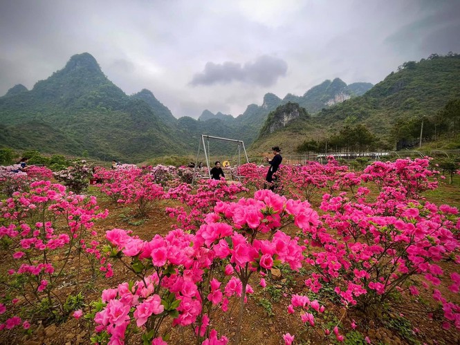 Cao Bang: Lost in the paradise of the largest azaleas in Vietnam