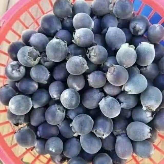 Childhood Rhodomyrtus Tomentosa suddenly ‘hot’ in the city: Huge income from forest fruits