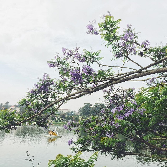 Da Lat has entered the beautiful purple phoenix season, ecstatic!