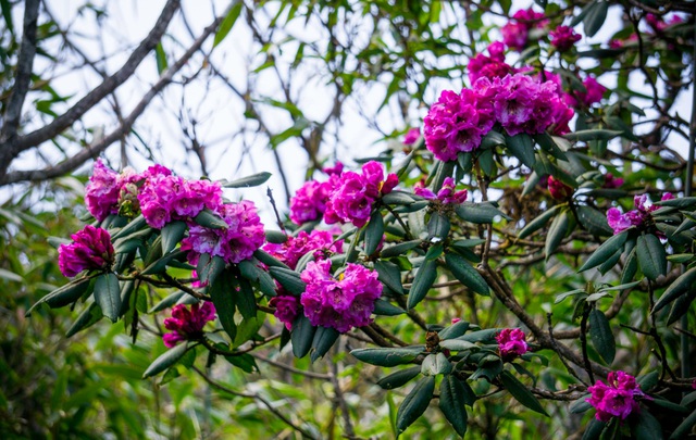 Fairytale scenery of the northwestern azalea forest