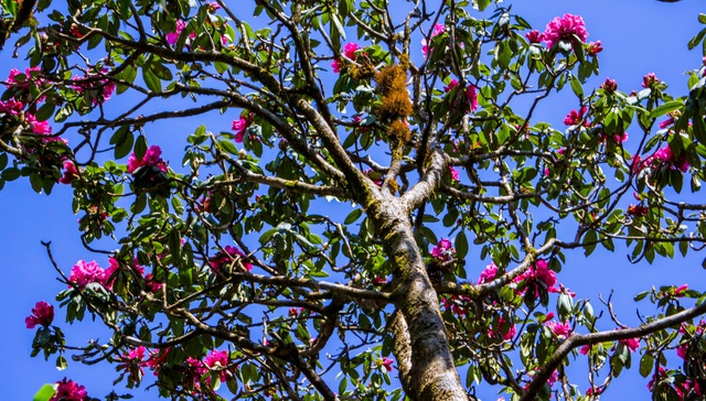 Fairytale scenery of the northwestern azalea forest