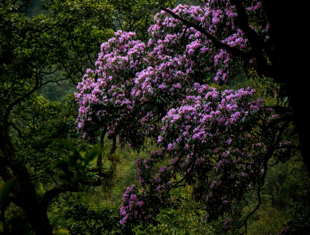 Fairytale scenery of the northwestern azalea forest » Breaking News, Latest  World News Updates - VietReader Viet Nam