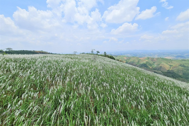 H’Mong girl “blooming” beautifully on the hillside with white picturesque Dak Nong grass