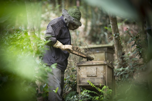 Honey turns sweet life for villagers in Hòa Bình Province