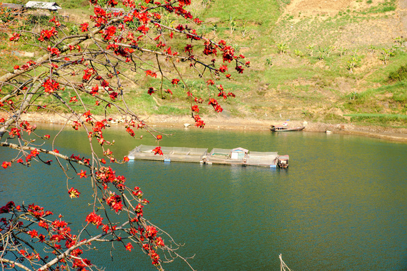 In kapok blooming season, flowers set the sky on fire in Vietnam