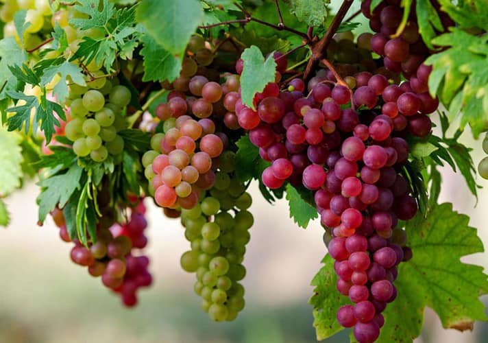 Long Khanh Vineyard, an ideal weekend entertainment spot