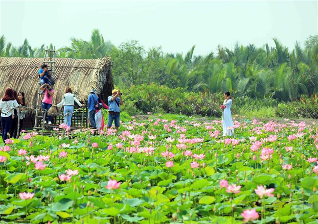 Lotus Season In Town » Vietnam News - Latest Updates And World Insights 