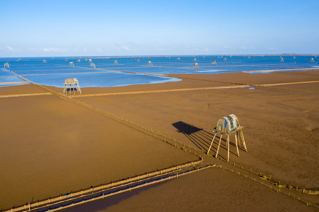 Marvel at the beauty of the “field” clam farming on Thai Binh beach