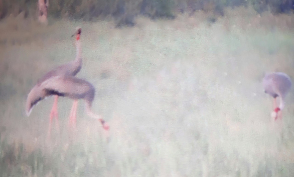 Endangered cranes return to Vietnam after one year of absence