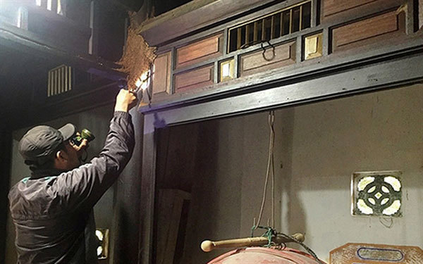 Termites damage Hoi An's historic relics
