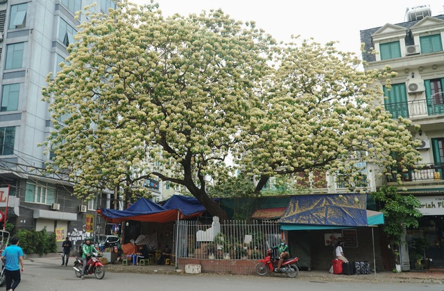 Overwhelmed by 300-year-old Spider Tree”unique treasure” in Hanoi