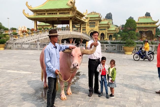 Pink buffalo in Saigon