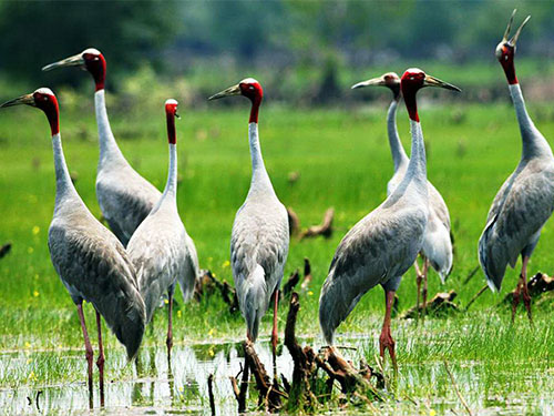 Red-crowned cranes return to Mekong Delta
