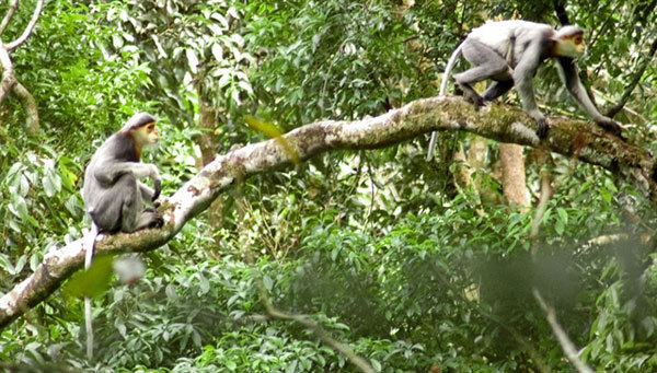 Kon Ha Nung to promote World Biosphere Reserve recognition