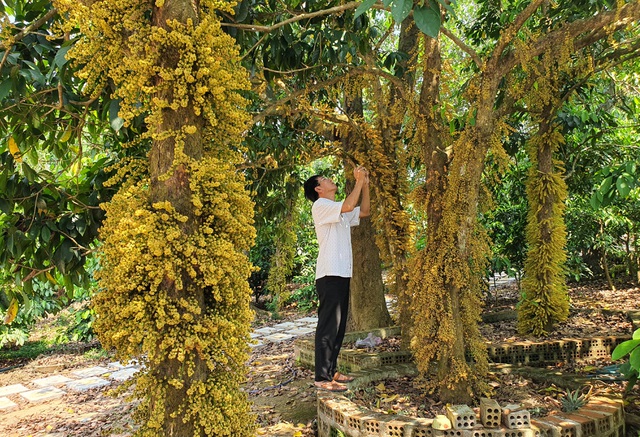 The flowers growing from the beautiful body are surprised to “attract” visitors to check-in in Phu Yen
