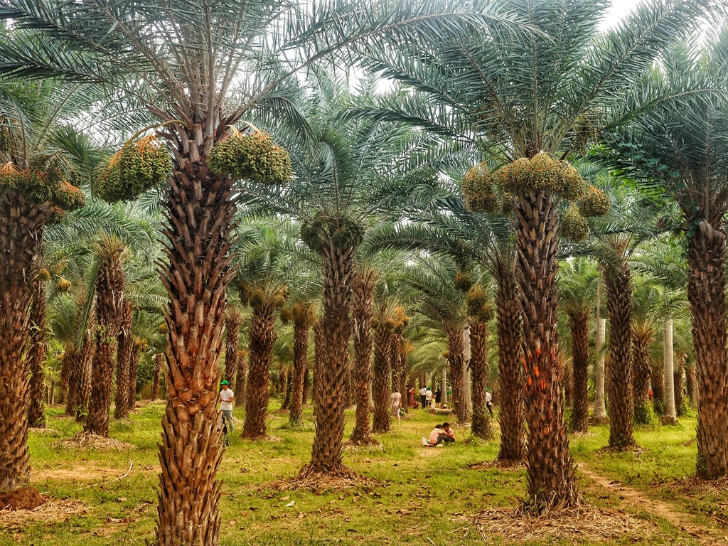 The palm garden is picturesque, 4,000 square meters in the West