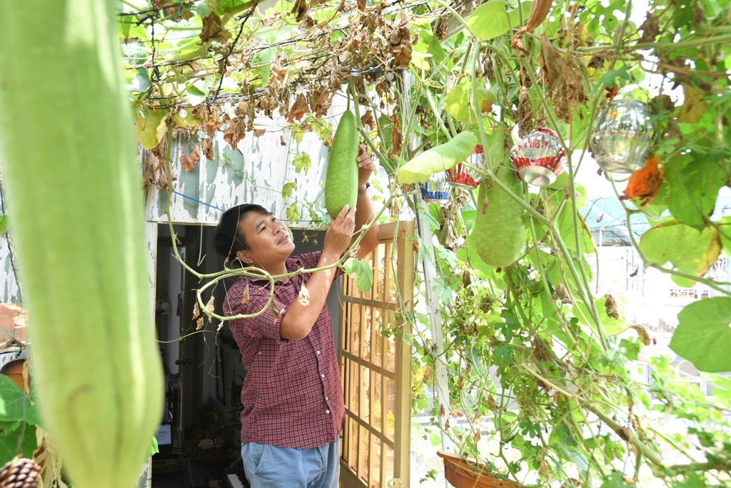 The ‘strange’ rooftop farm garden of a funny single guy
