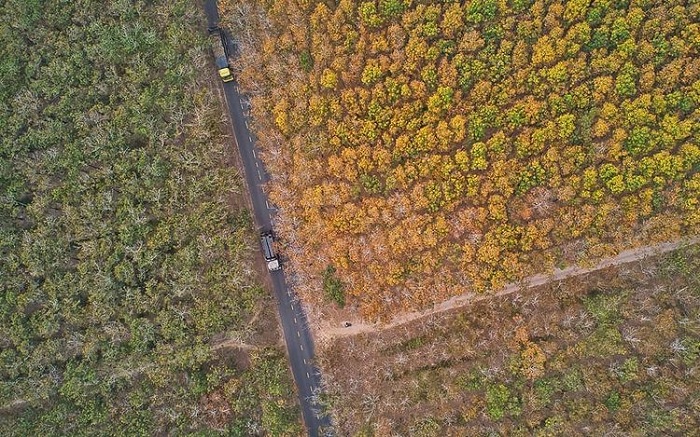 There is a rubber forest in Tay Ninh that is so surreal that it will fascinate people!