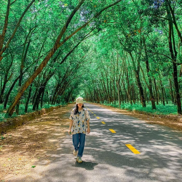 There is a rubber forest in Tay Ninh that is so surreal that it will ...