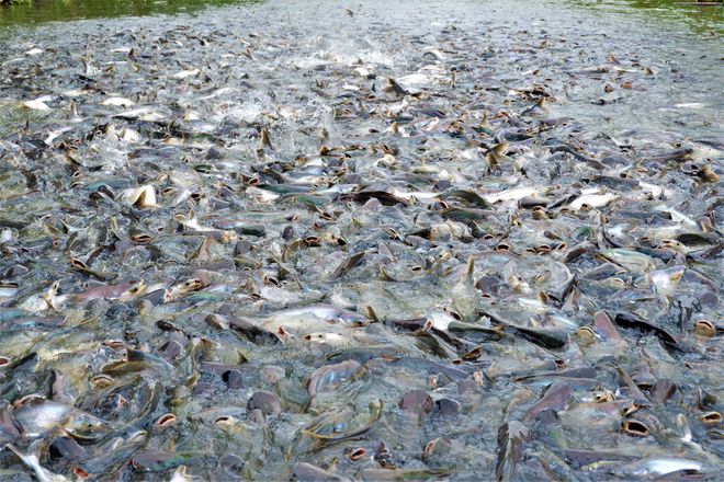 Thousands of natural pangasius flocked to the house of the people in the Western