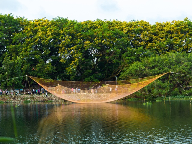 Tourists enjoy the season of golden yellow flowers on Tam Ky river
