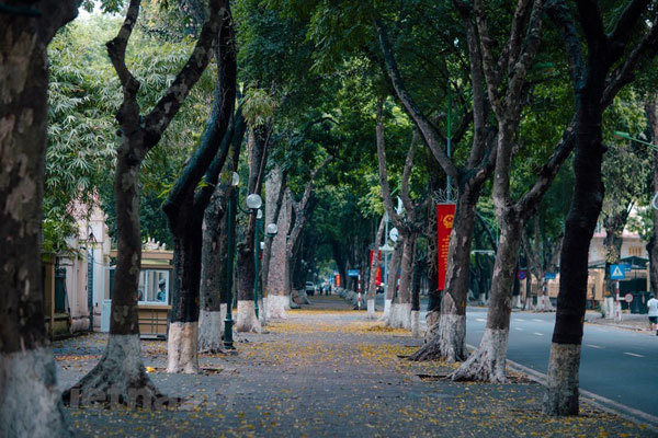 Dreamy Hanoi in the falling dracontomelon leaves season