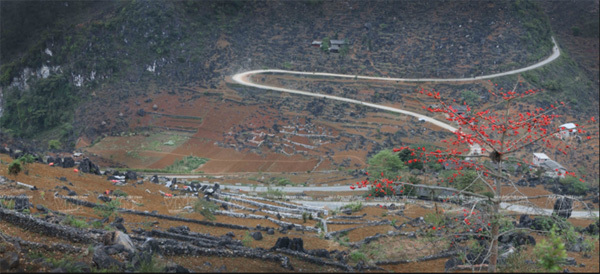 Red silk-cotton flower heats up Ha Giang rocky plateau